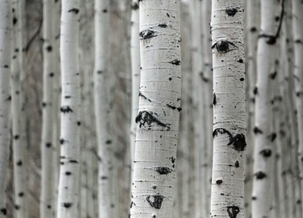 Березовый сок: действительно ли он полезен, как нам твердили с детства