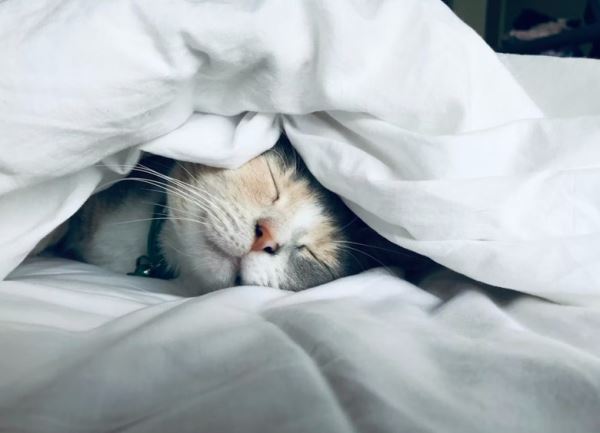 Постель под микроскопом: как часто нужно обновлять белье, ответ дерматолога